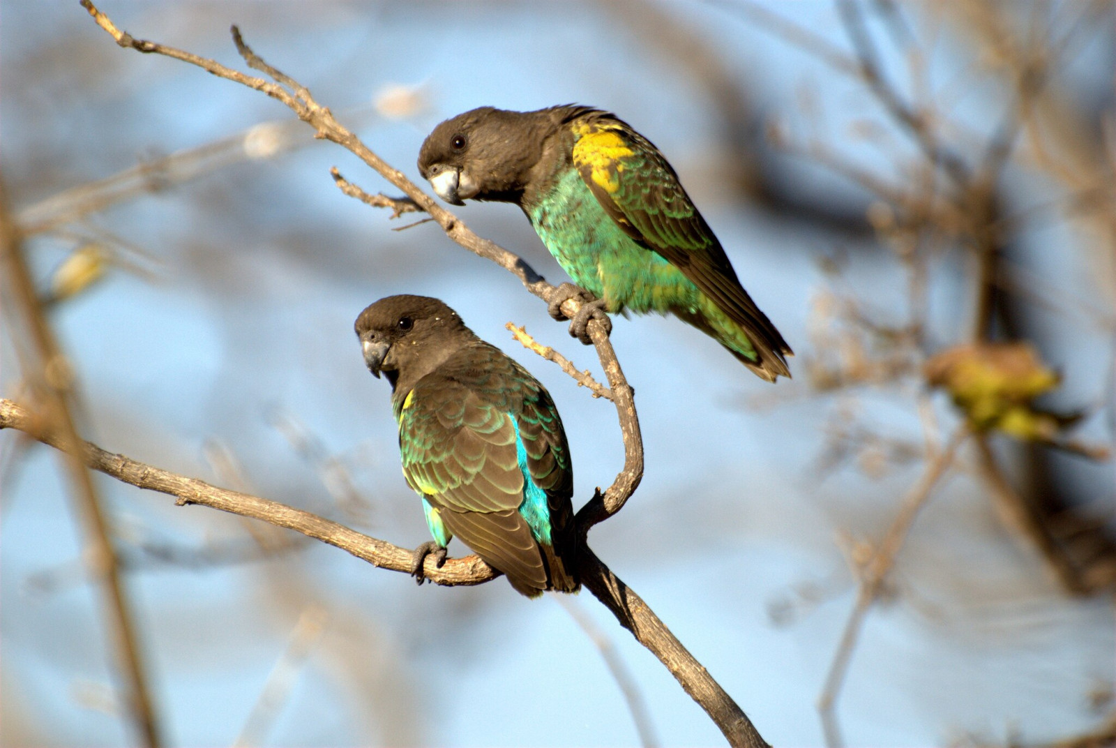 image Meyer's Parrot